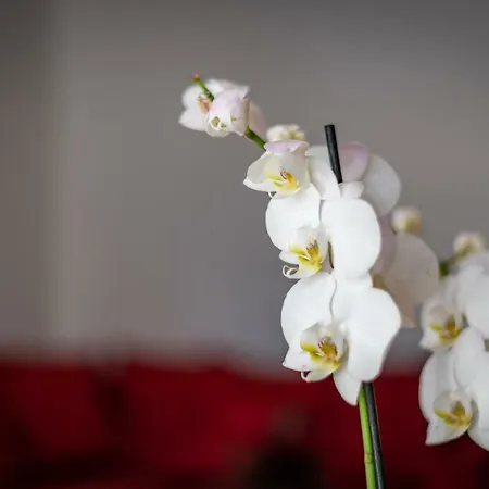 Apartamento Beautiful Two-room With Balcony Estrasburgo